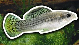 Peixe que desafia a evolu&ccedil;&atilde;o sobrevive h&aacute; 100 mil anos sem machos