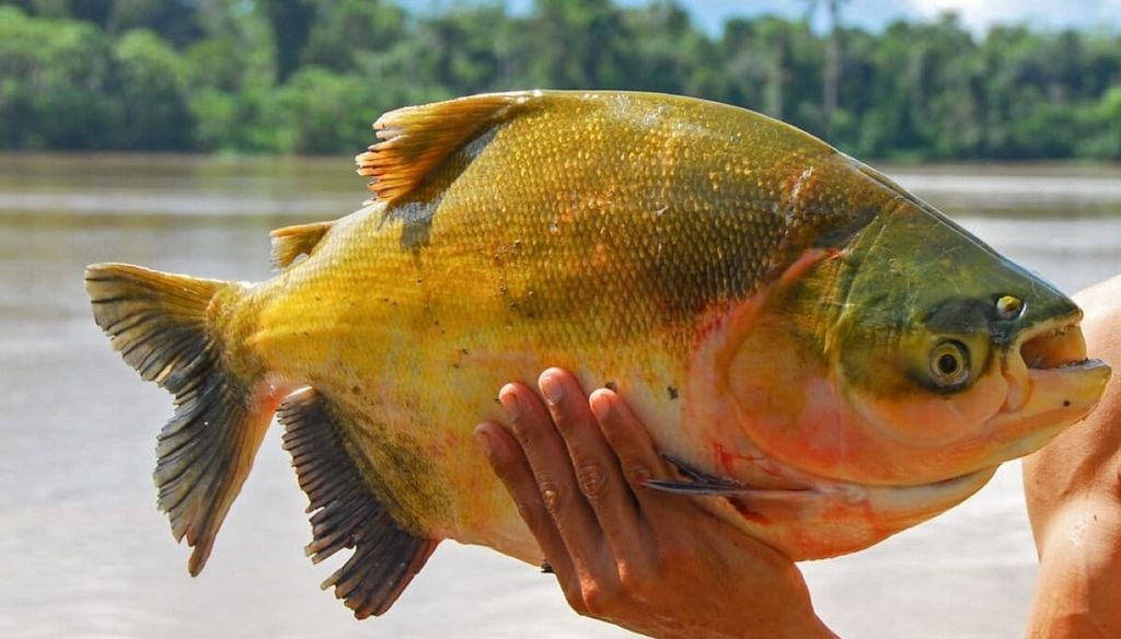 Tambaqui na lista de espécies ameaçadas: pescadores buscam soluções para evitar perdas. Crédito: w_endo via iNaturalist (Public domain)