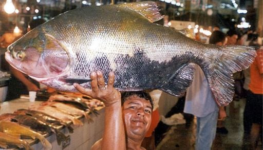 Peixe simb&oacute;lico da Amaz&ocirc;nia, tambaqui entra em lista de esp&eacute;cies amea&ccedil;adas de extin&ccedil;&atilde;o