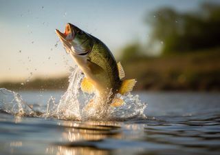 I pesci d'acqua dolce sono a rischio di estinzione 