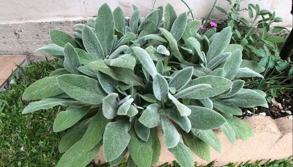 A planta peixinho-da-horta (Stachys byzantina) é famosa pela textura aveludada de suas folhas e pelo seu sabor peculiar, que lembra peixe frito quando empanada e frita. Crédito: Divulgação.