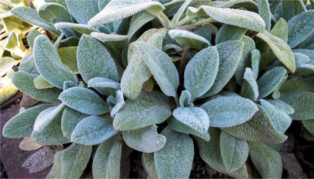 Além de sua beleza ornamental, a peixinho-da-horta (Stachys byzantina) tem grande rusticidade e baixa manutenção. Crédito: Plenuska/Wikimedia sob CC BY-SA 4.0.
