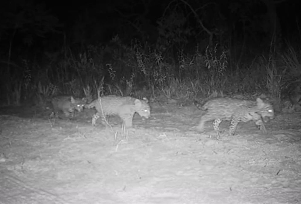 Registro inédito: filhotes de onça-pintada surgem juntos em imagem captada por armadilha fotográfica no Parque Nacional Grande Sertão Veredas, marco histórico para a conservação do Cerrado
