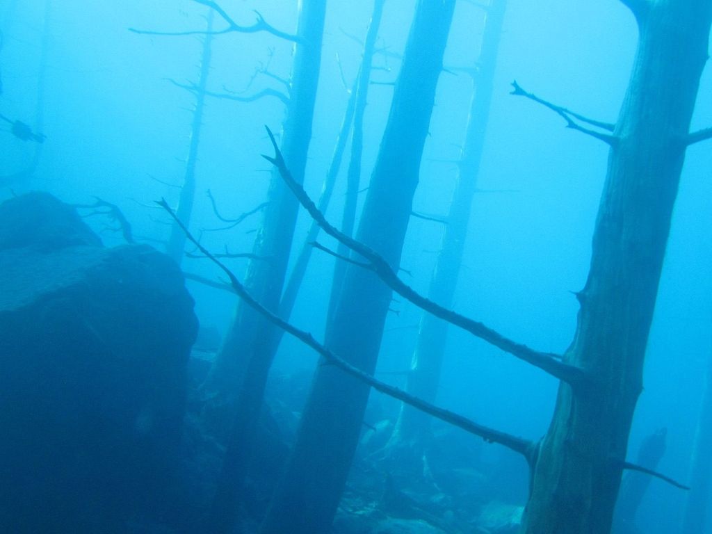 Bosque sumergido Villa Lago Traful tsunami olas Bosque sumergido Villa Lago Traful tsunami olas