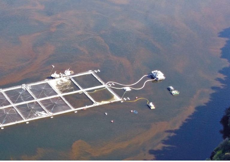 Informe alerta por peligrosa relación entre marea roja y cambio climático Informe alerta por peligrosa relación entre marea roja y cambio climático