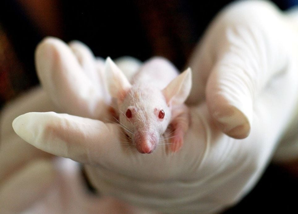 Mientras duermes: descubren que tu cerebro memoriza y también aprende. Noticias en tiempo real