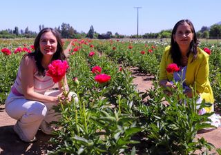 Peonías chilenas cruzan fronteras: primer envío a Brasil marca un nuevo capítulo en la floricultura nacional 