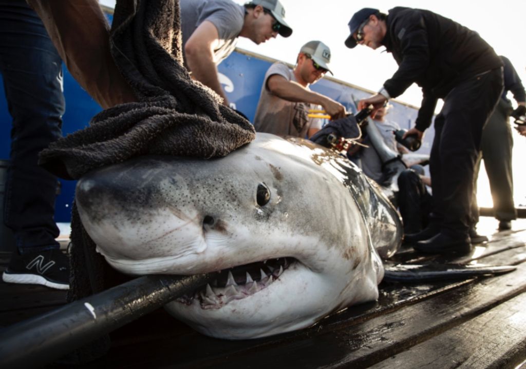 The mission, led by Ocearch, is aiming to find the first ever recorded great white in UK or Irish waters.