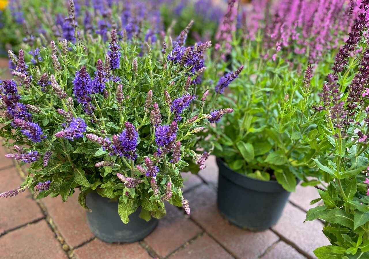 Cinco plantas nativas en maceta que combinan belleza ornamental y remedios caseros al alcance de tus manos.