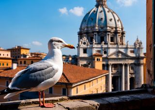 Perché ci sono gabbiani a Roma anche se non è una città di mare?