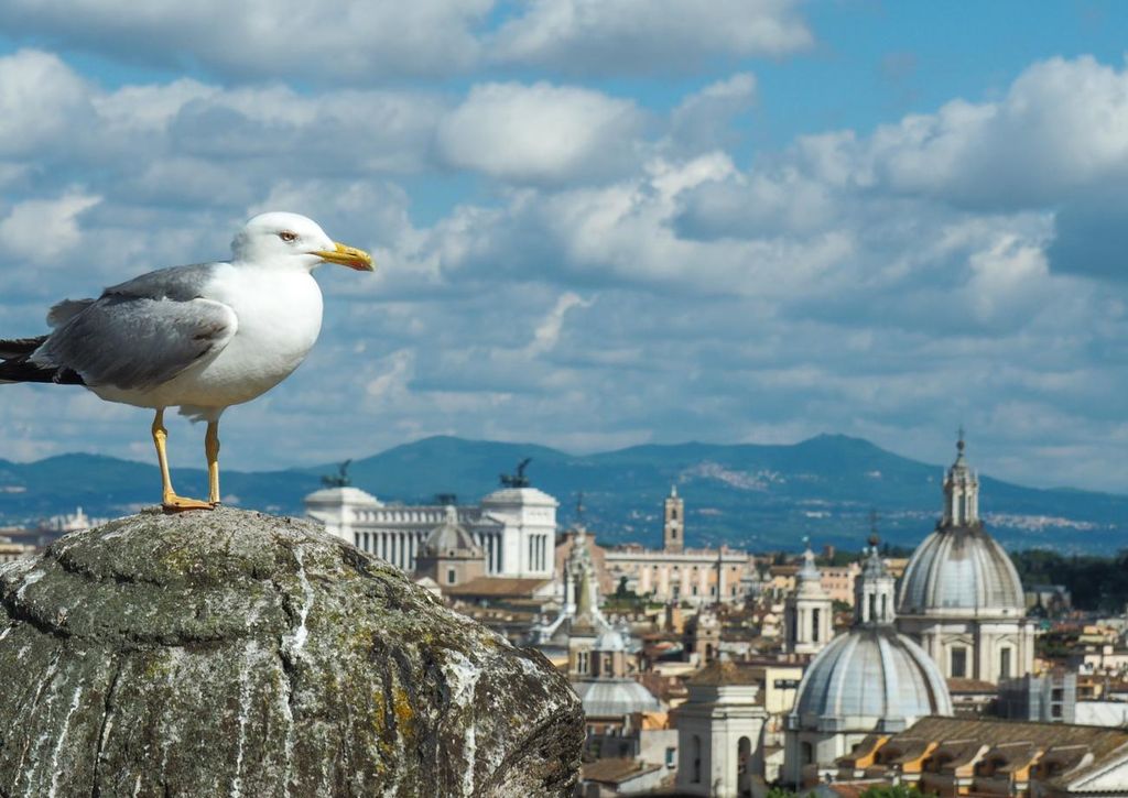 gabbiano a roma gabbiano a roma