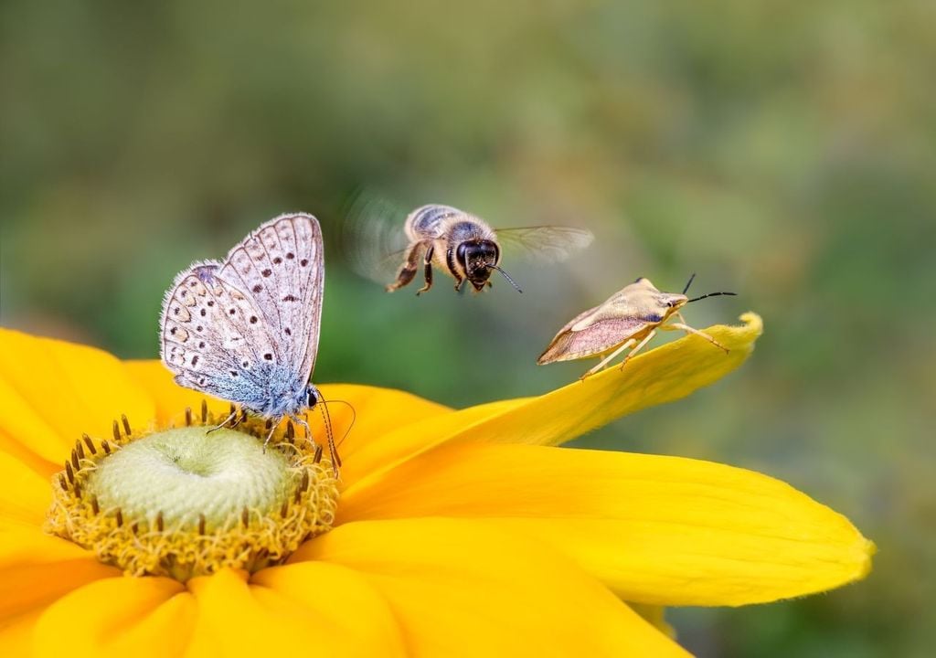 La importancia de la polinización de las abejas.