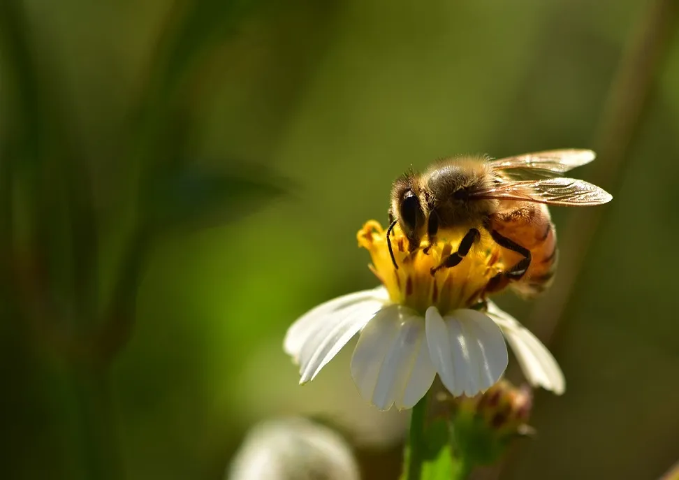 ape-apicoltura-impollinazione