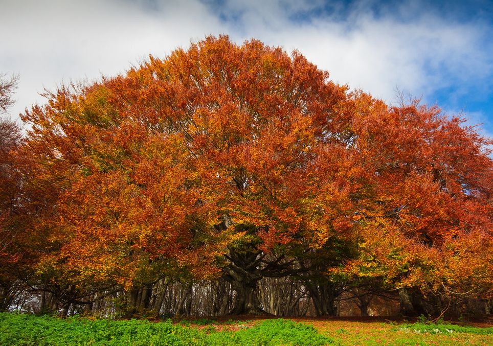 Perché Le Foglie Cambiano Colore In Autunno