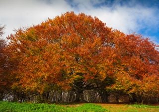 Perché le foglie cambiano colore in autunno?