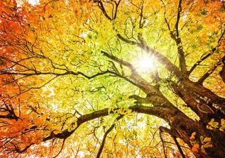 Perché le foglie cambiano colore in autunno: la spiegazione