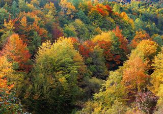 Perché le foglie degli alberi cambiano colore in autunno?