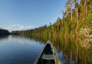 Perda de carbono da degradação florestal supera a do desmatamento