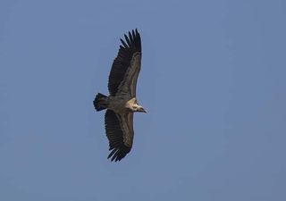 Pergunta para queijinho: que ave voa tão alto como os aviões e plana sete horas sem parar?