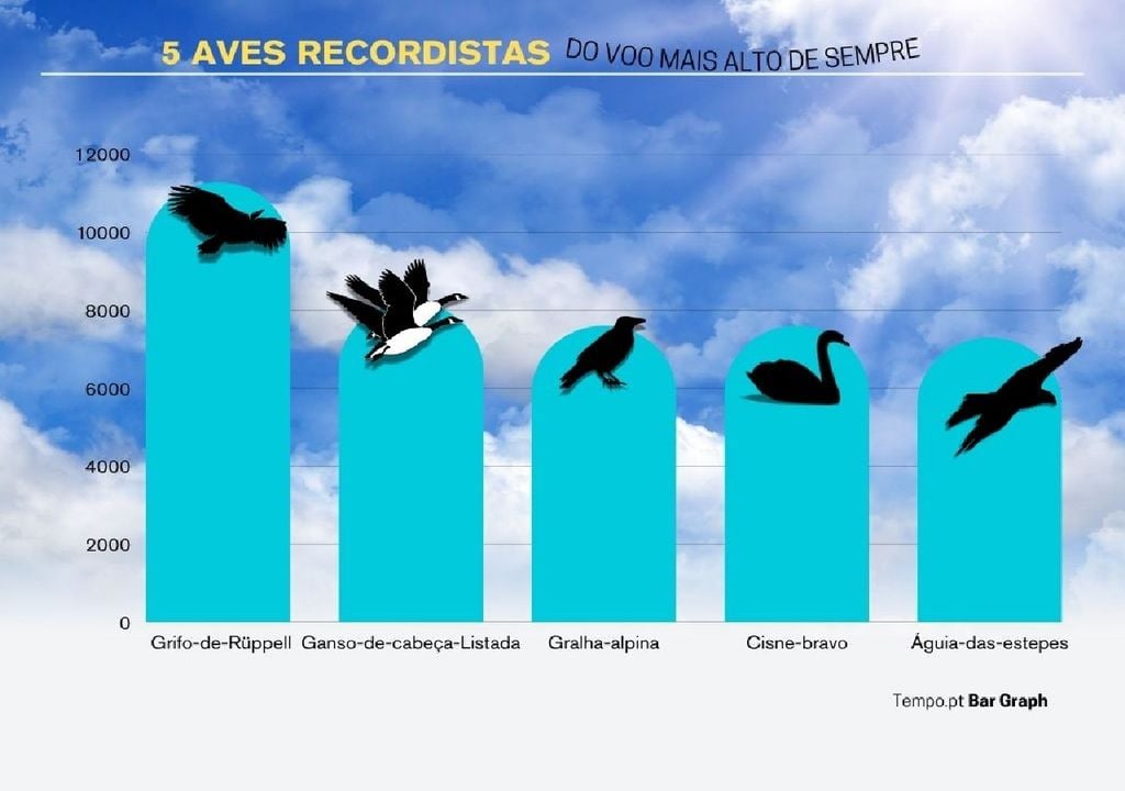 As cinco aves com o voo mais alto As cinco aves com o voo mais alto