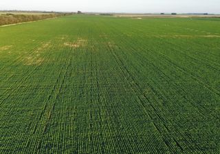 Período crítico: las lluvias cayeron en el momento justo y recuperaron gran parte de los cultivos que sufrían la sequía