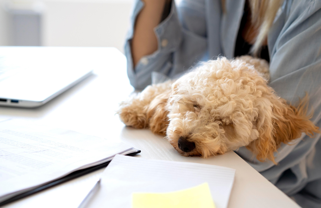 DNI Mascotas El proyecto de ley es impulsado por el Gobierno de Buenos Aires y apunta a centralizar toda la información de perros y gatos en un solo sitio.