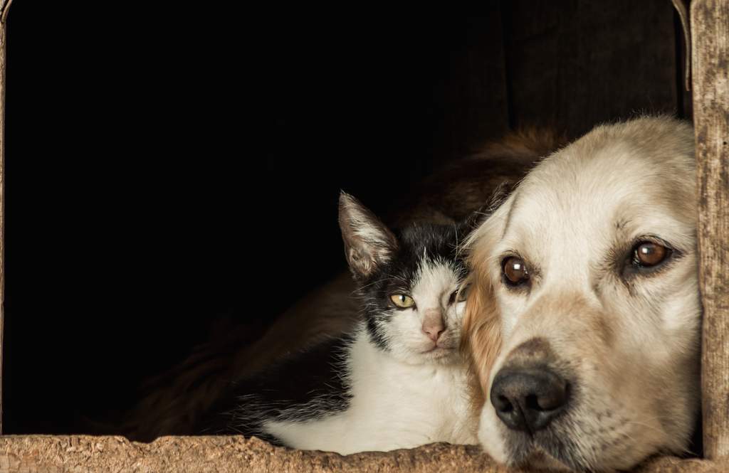 DNI Mascotas Se estima que en los hogares de CABA viven 860.000 perros y gatos.