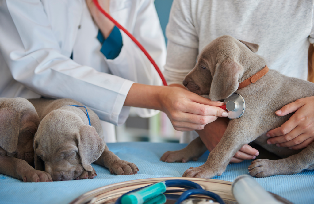 DNI Mascotas Además del DNI para mascotas, la ley propondría la creación de un registro de veterinarios matriculados.