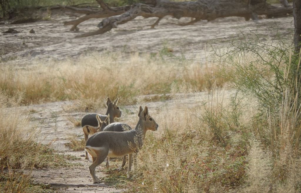 maras Las maras (Dolichotis patagonum), también conocidas como liebres patagónicas, son un roedor de gran tamaño endémico de las zonas áridas y semiáridas. Gentileza: argentina.gob.ar