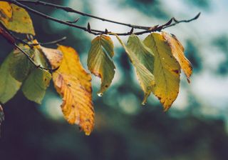 Perturbação da frente polar: temperaturas baixas e chuva