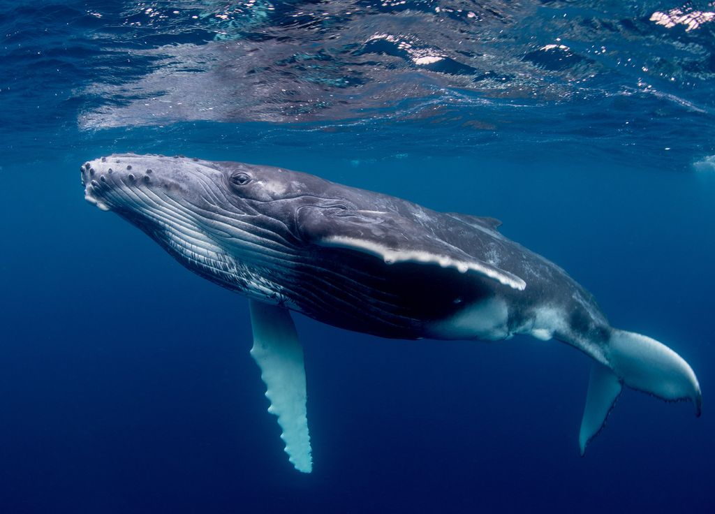 Si les baleines ont du mal à communiquer entre elles, cela affecterait l'ensemble de l''écosystème. Si les baleines ont du mal à communiquer entre elles, cela affecterait l'ensemble de l''écosystème.