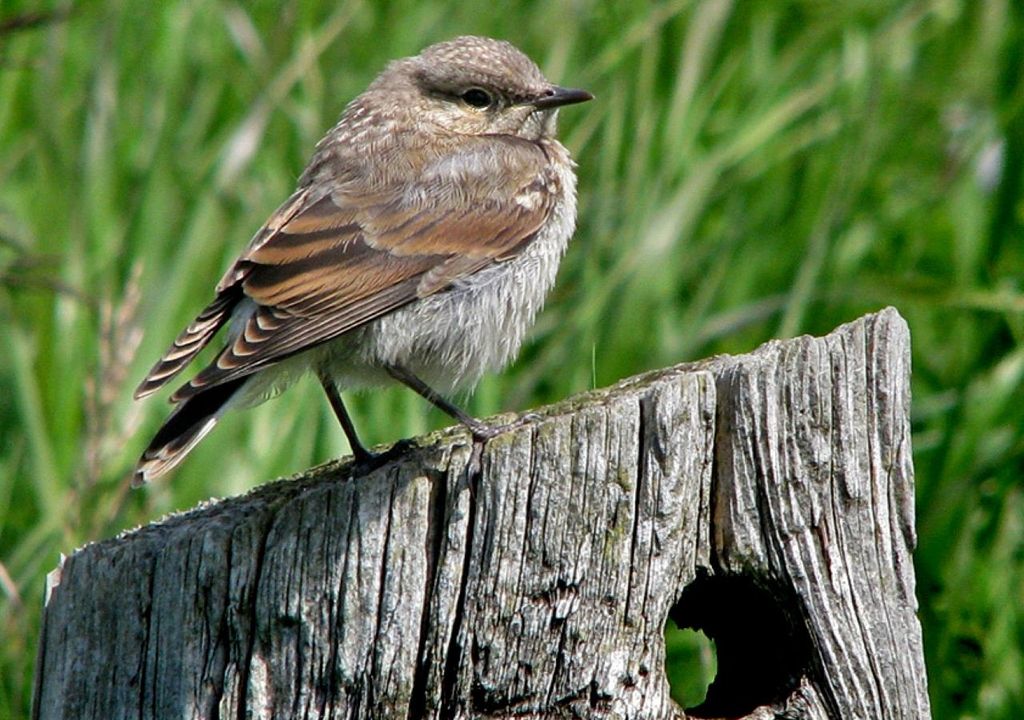 Esemplare di culbianco.