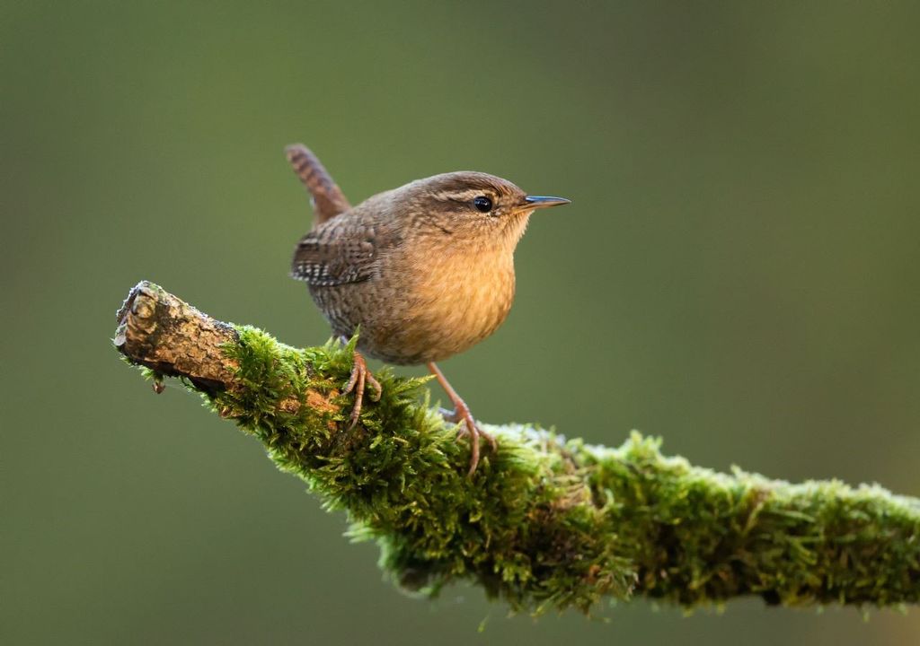 Esta ave pesa sólo unos pocos gramos, pero tiene uno de los cantos más fuertes de los bosques europeos.