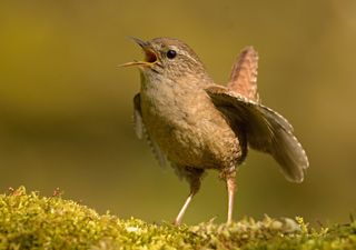 This Bird Weighs a Few Grams But Has one of the Most Powerful Songs in European Woodlands