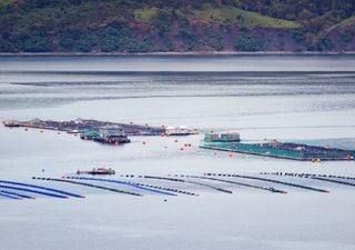 Pese a prohibición, denuncian concesiones salmoneras en Parques Nacionales