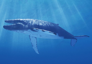 Pese a protestas, Japón permitirá la caza comercial de la segunda ballena más grande del mundo 