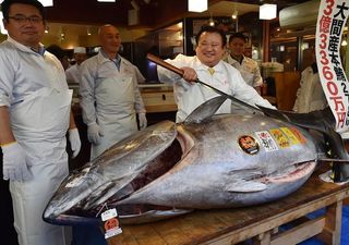 Entlarvende Mythen: Der Quecksilbergehalt in Thunfisch ist seit Jahrzehnten nicht gesunken. Ist es sicher, ihn zu essen?