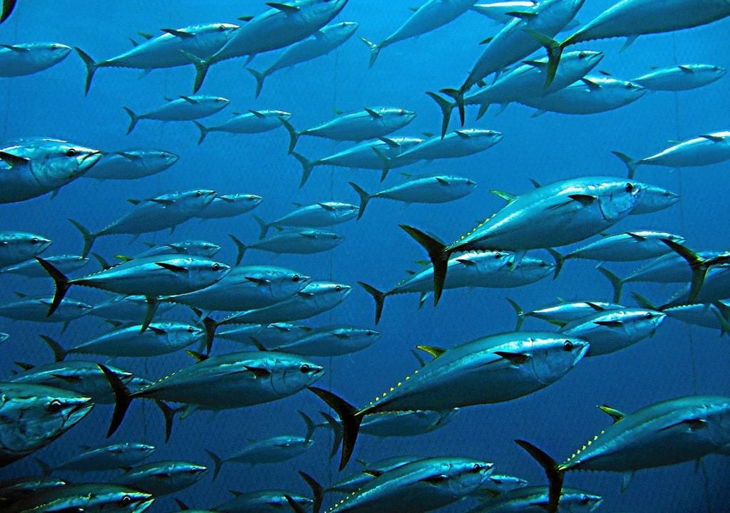 Peces de mar Peces de mar