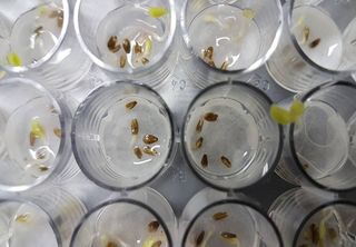 Pesquisa brasileira descobre fungos da Antártica com potencial para combater pragas de forma sustentável