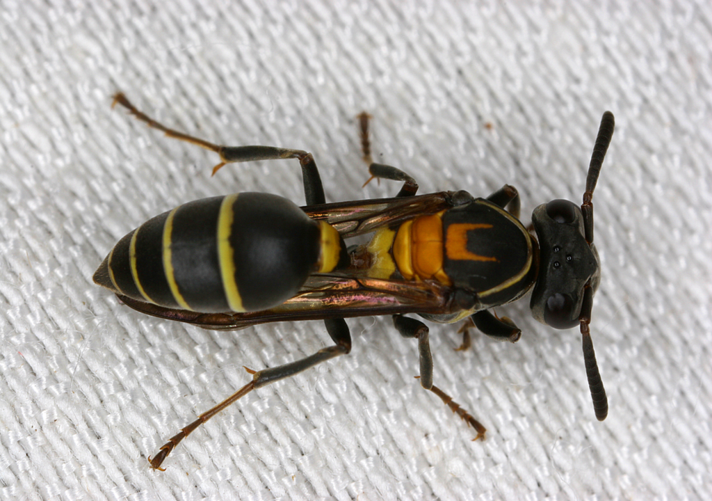 A vespa social Polybia occidentalis foi a base da descoberta de cientistas da UnB