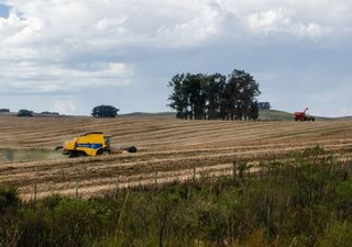 Rio Grande do Sul perdió 3,3 millones de hectáreas de vegetación autóctona: ¿cómo esto pudo agravar las inundaciones?