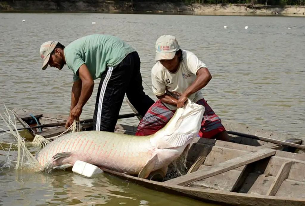 Estudo da UFPA foi motivado pela necessidade de conter impactos causados pelo avanço da exploração predatória dessas espécies, entre elas o pirarucu. Crédito: Adriano Gambarini