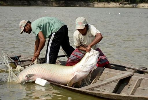 Pesquisa in&eacute;dita com genoma protege esp&eacute;cies de peixes da Amaz&ocirc;nia