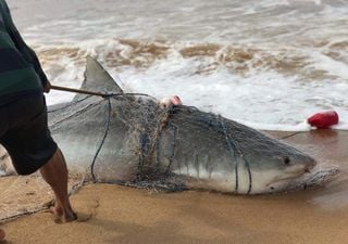 Investigaciones revelan que cada año mueren unos 80 millones de tiburones