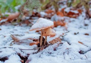 Descubrimiento increíble: un investigador brasileño describe cuatro nuevas especies de hongos en la Antártida