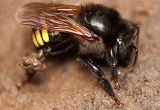 Des chercheurs brésiliens créent un miel aromatisé au chocolat à partir de coques de cacao