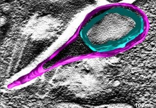 Pesquisadores brasileiros descobrem novo vírus gigante no Pantanal e surpreendem com genoma inédito