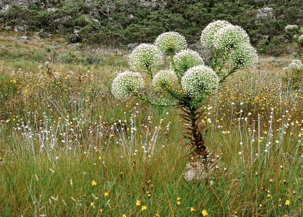 Riqueza florística dos campos rupestres da Serra do Espinhaço Meridional. Foto: Miguel Andrade Riqueza florística dos campos rupestres da Serra do Espinhaço Meridional. Foto: Miguel Andrade
