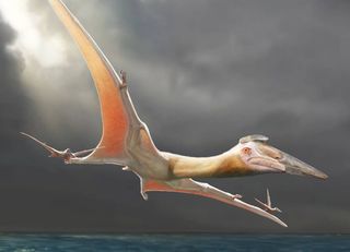 Pesquisadores brasileiros e sírios desenterram pterossauro de 10 metros no Oriente Médio