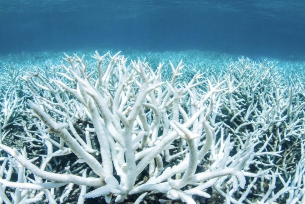 Análises genéticas e aplicação de probióticos são algumas das ferramentas para tentar proteger ecossistema essencial na cadeia alimentar do oceano. Crédito: Danielle Ihde